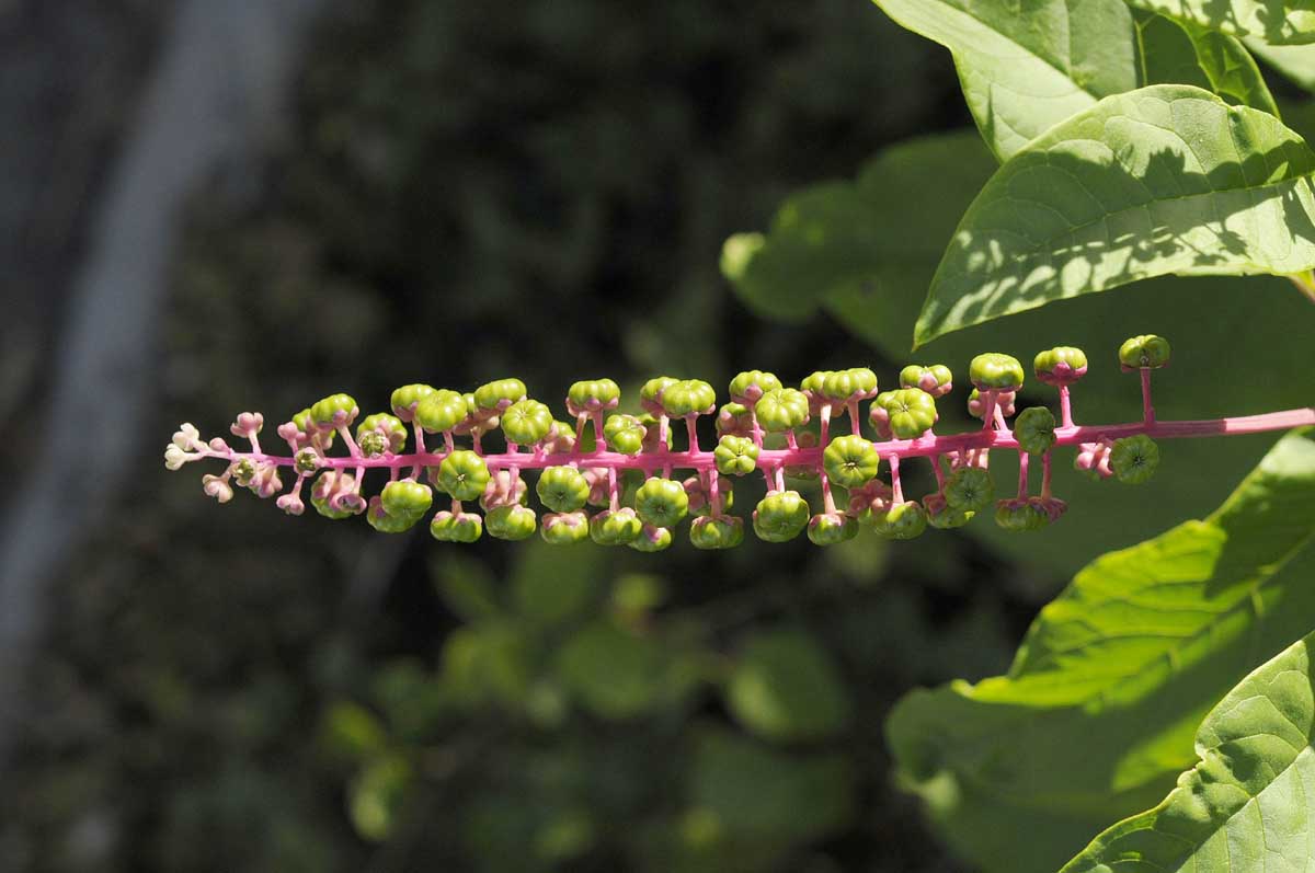 Phytolacca americana