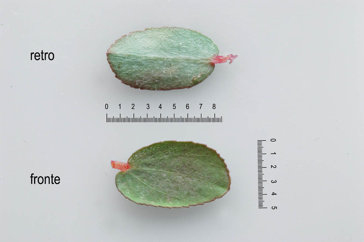 Euphorbia (=Chamaesyce) prostrata / Euforbia prostrata