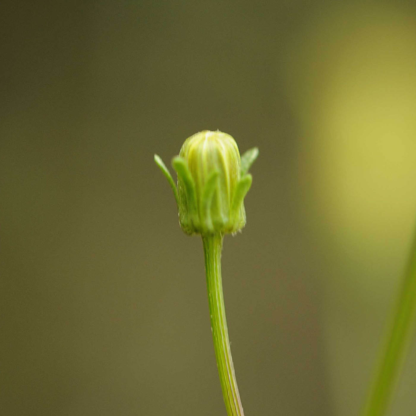 Bidens bipinnata / Forbicina bipennata