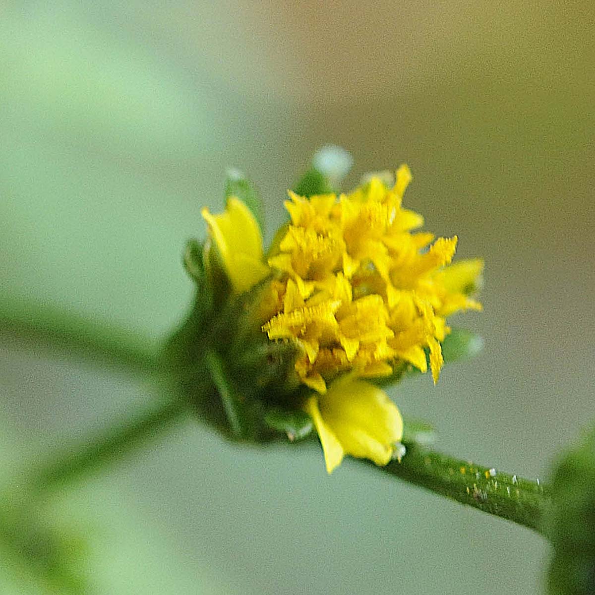 Bidens bipinnata / Forbicina bipennata