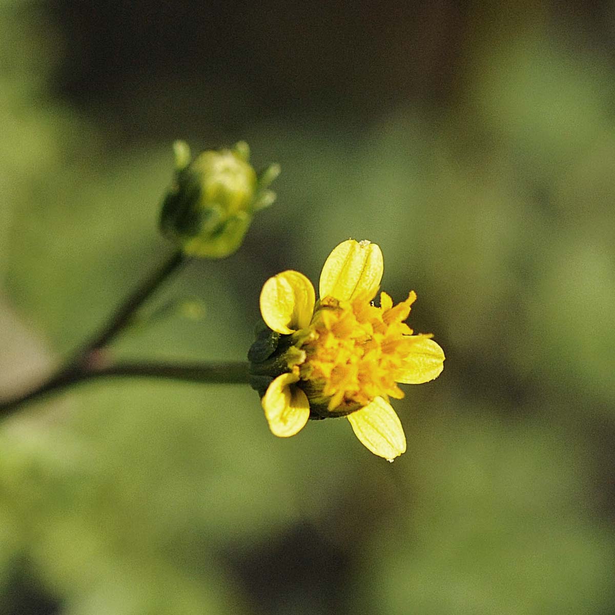 Bidens bipinnata / Forbicina bipennata