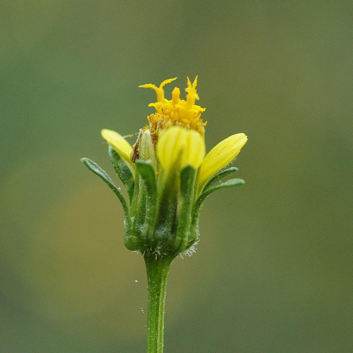 Bidens bipinnata / Forbicina bipennata