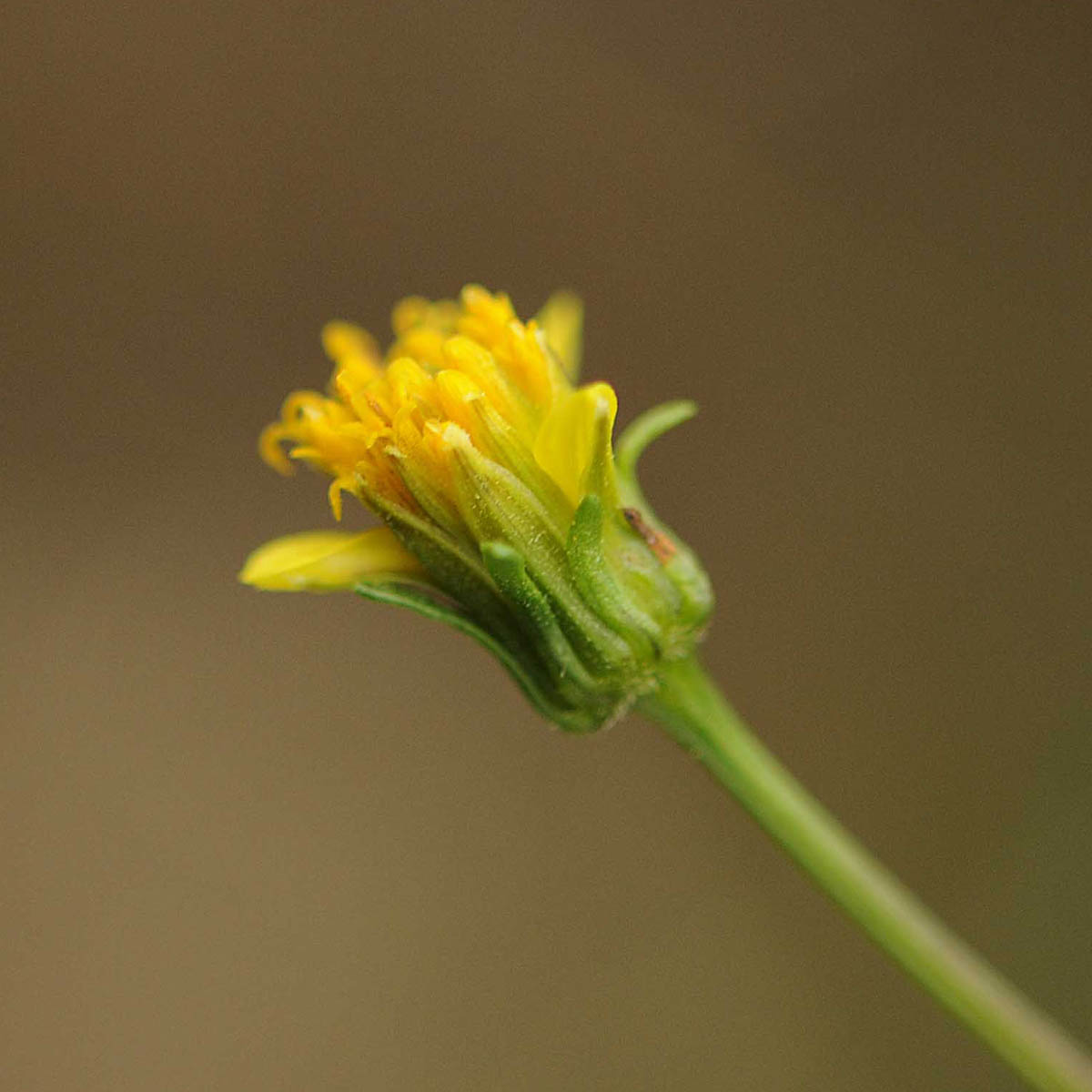 Bidens bipinnata / Forbicina bipennata