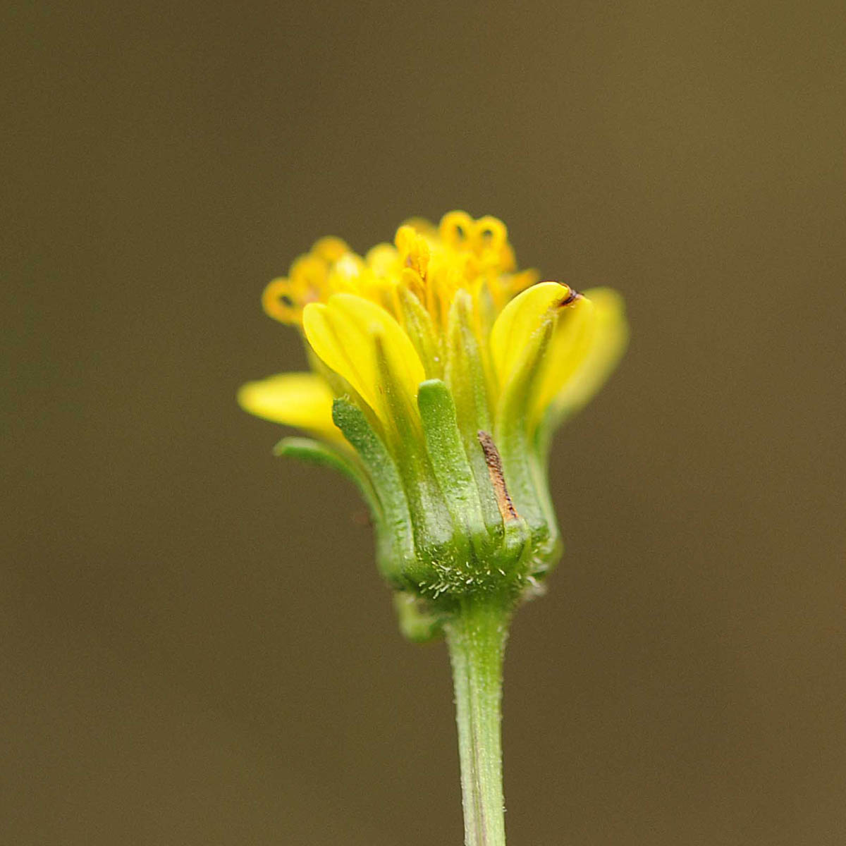 Bidens bipinnata / Forbicina bipennata