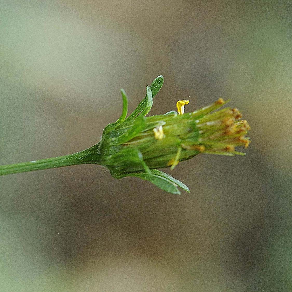 Bidens bipinnata / Forbicina bipennata