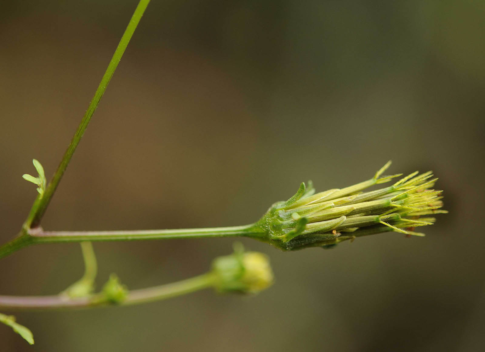 Bidens bipinnata / Forbicina bipennata