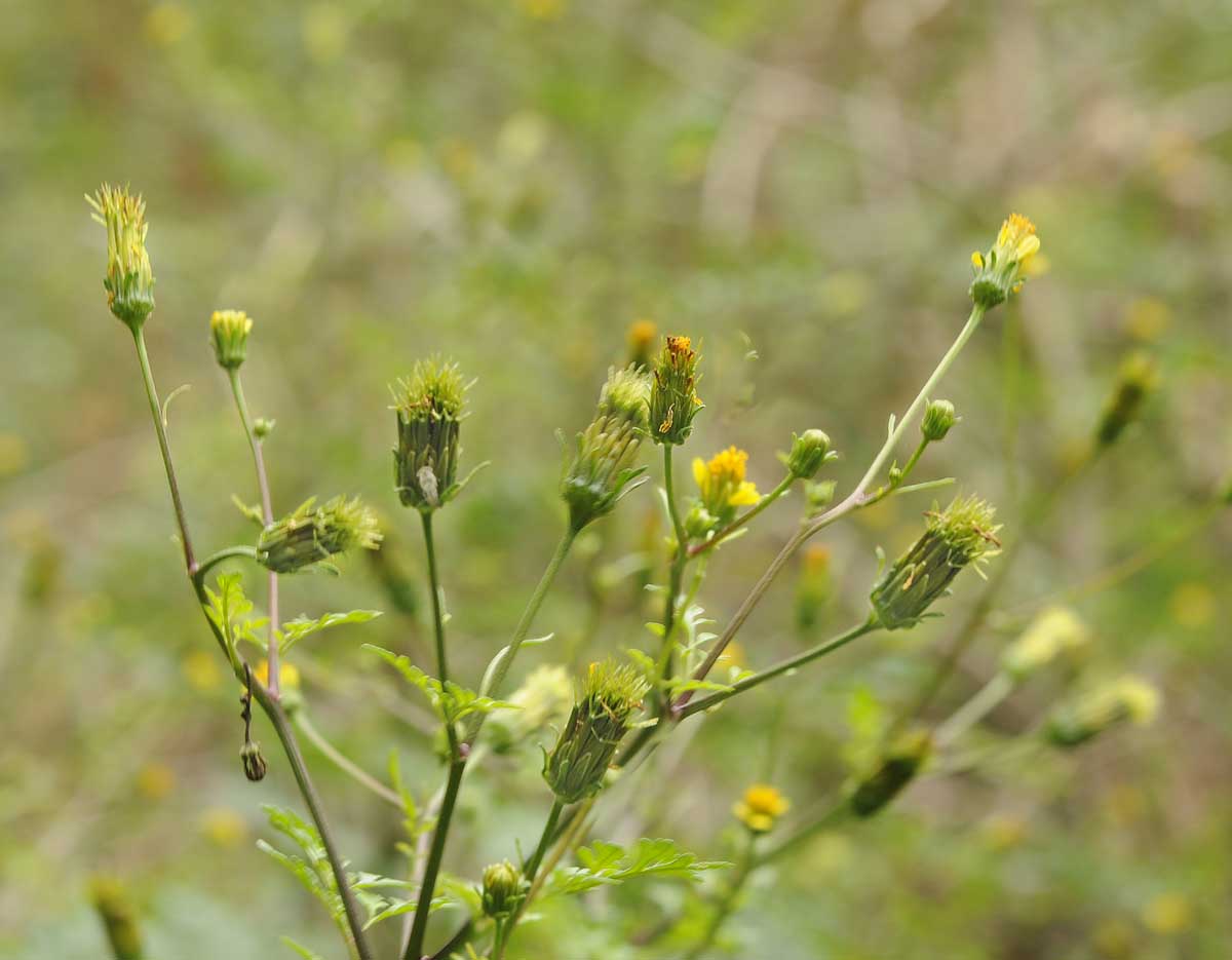 Bidens bipinnata / Forbicina bipennata