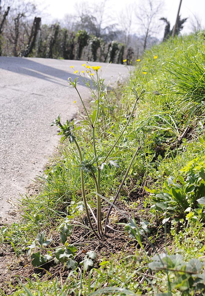 Ranunculus bulbosus / Ranuncolo bulboso