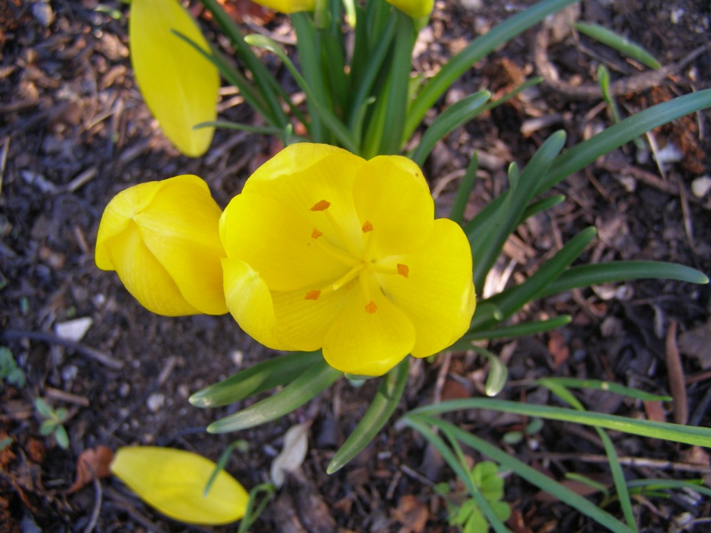 Sternbergia lutea