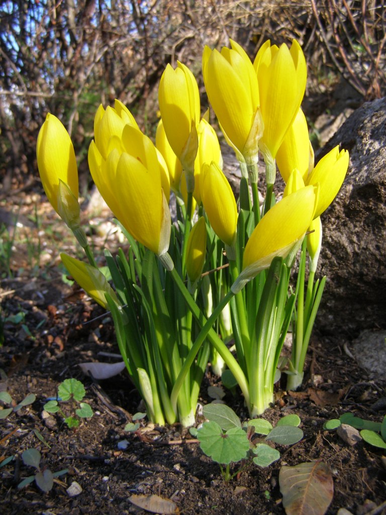 Sternbergia lutea