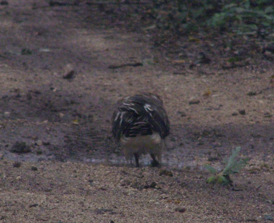 Giovane falco pecchiaiolo?