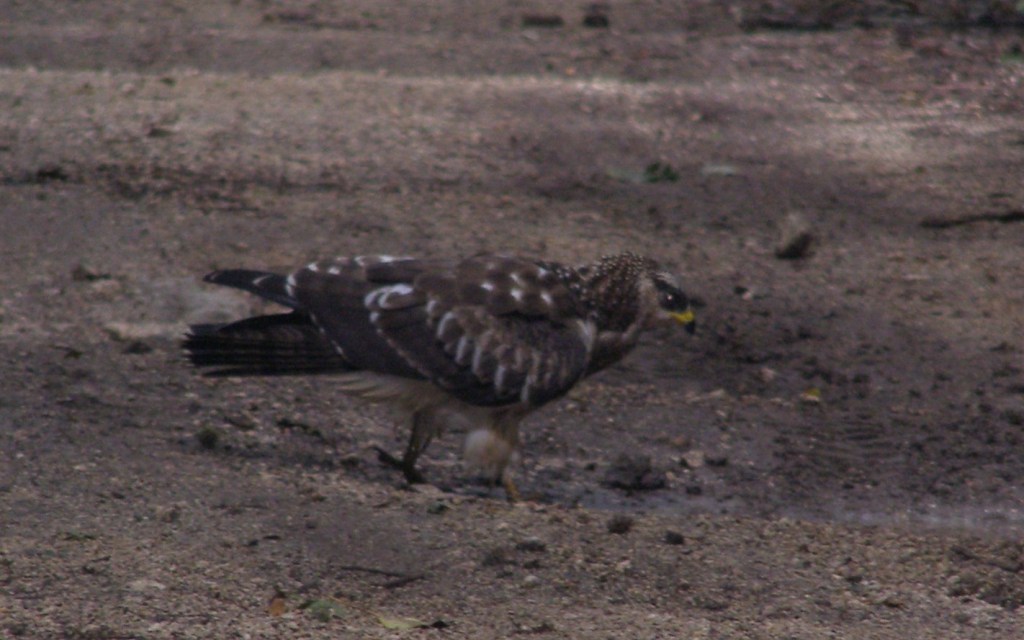 Giovane falco pecchiaiolo?