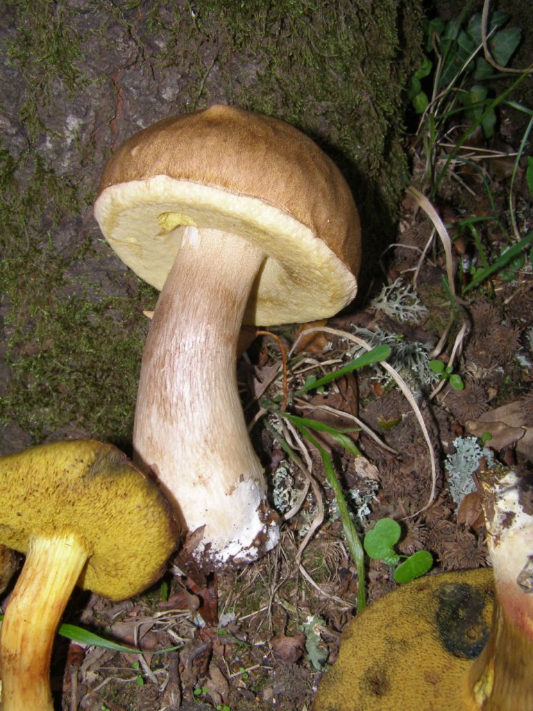 Boletus da determinare