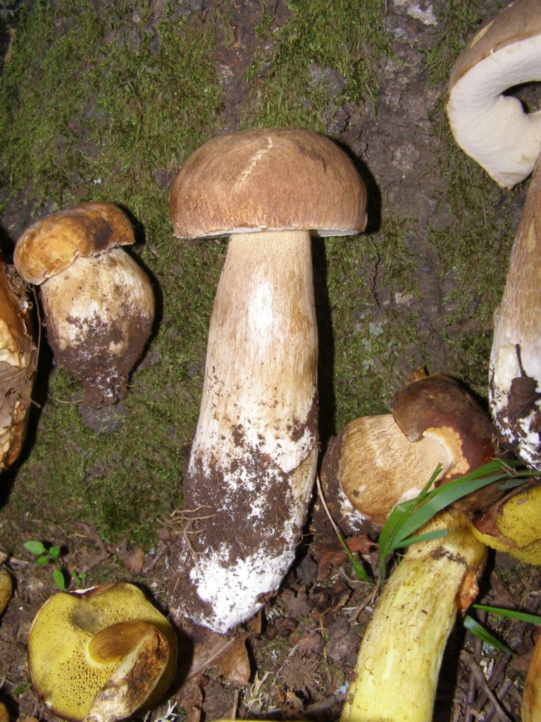 Boletus da determinare