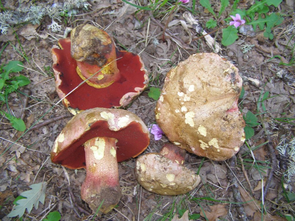 Boletus satanas???