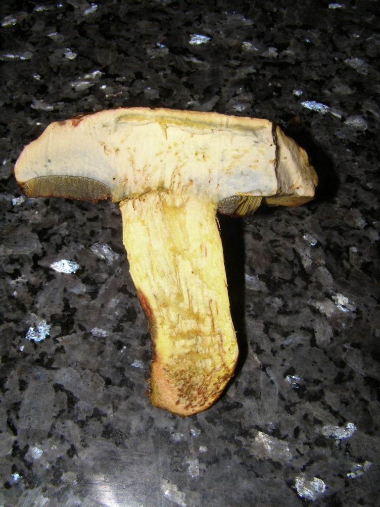 Boletus satanas???