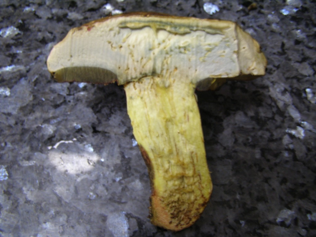 Boletus satanas???