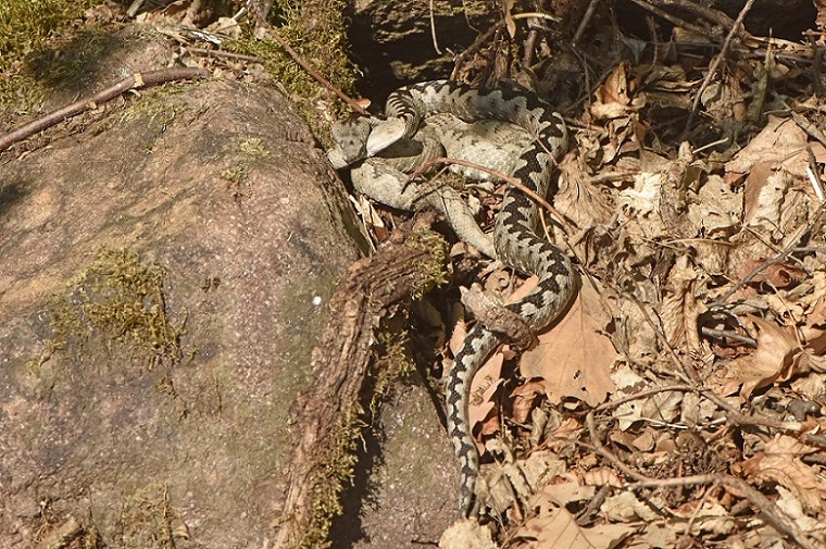 Vipere dal corno (Vipera ammodytes)