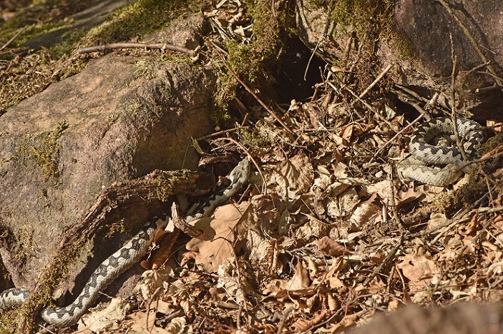 Vipere dal corno (Vipera ammodytes)