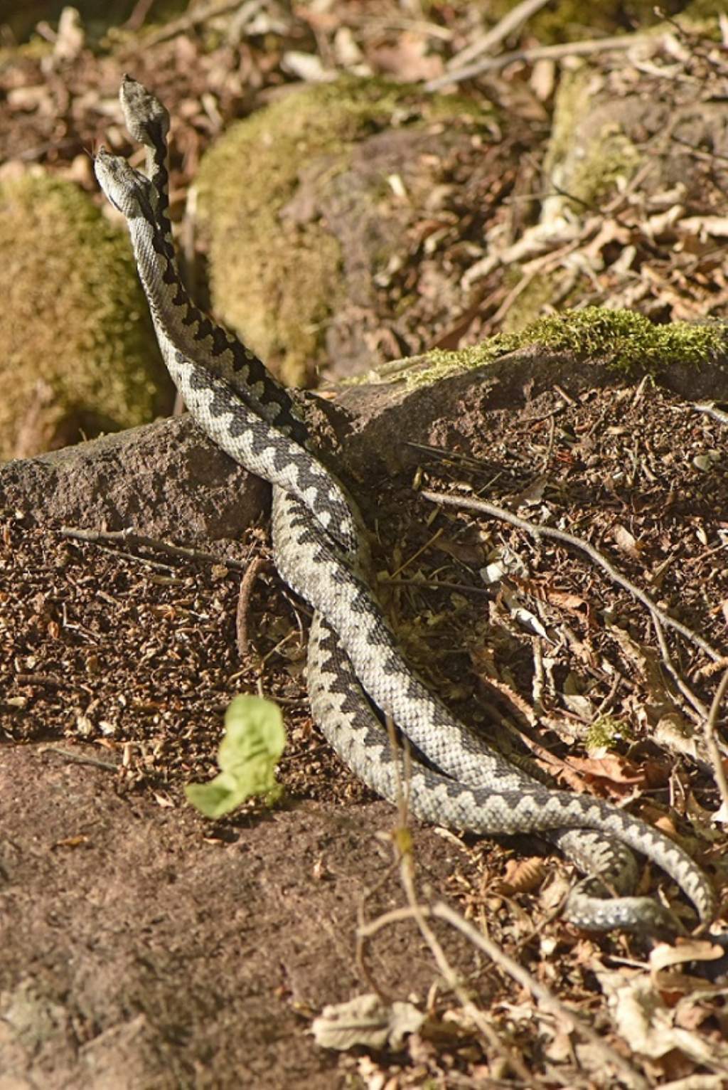 Vipere dal corno (Vipera ammodytes)