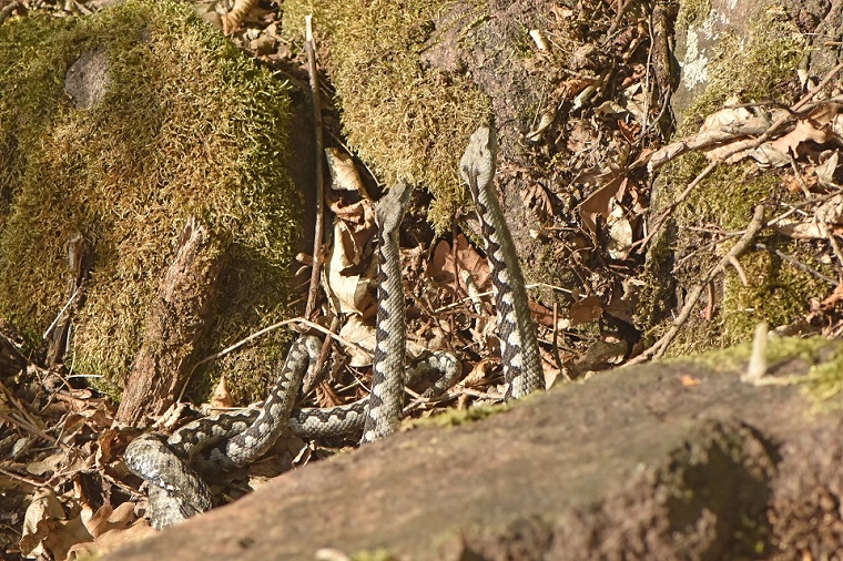 Vipere dal corno (Vipera ammodytes)