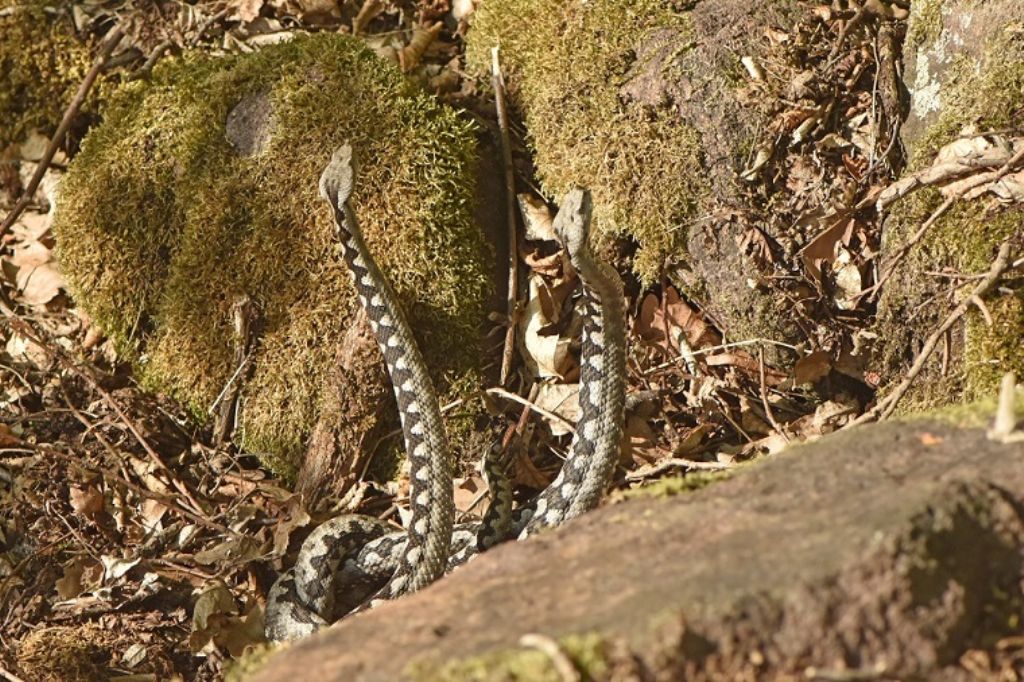 Vipere dal corno (Vipera ammodytes)