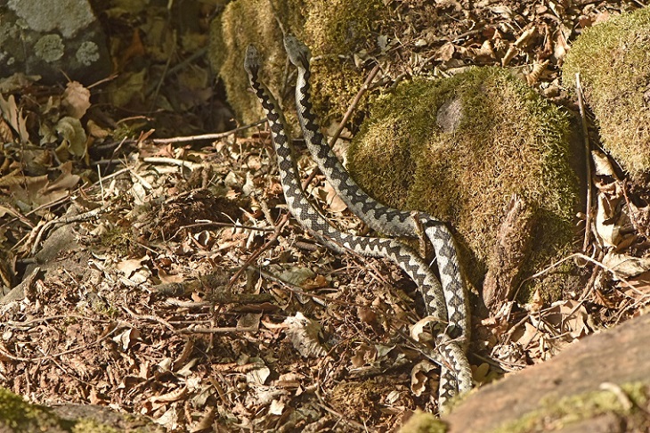 Vipere dal corno (Vipera ammodytes)