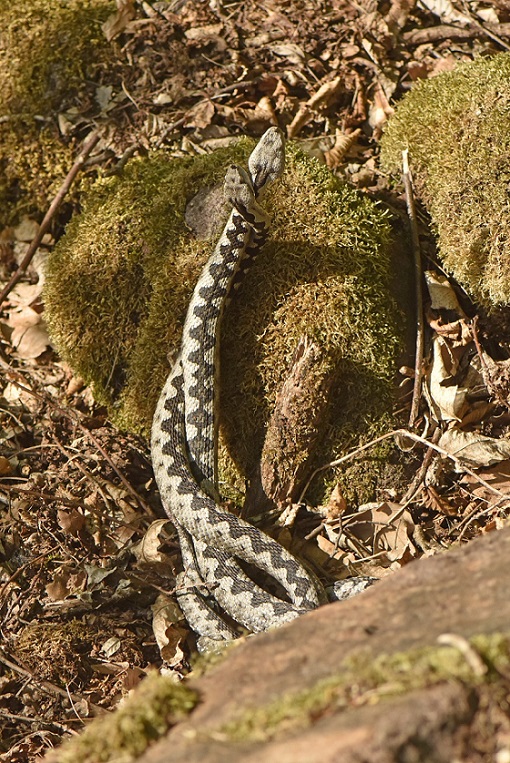 Vipere dal corno (Vipera ammodytes)