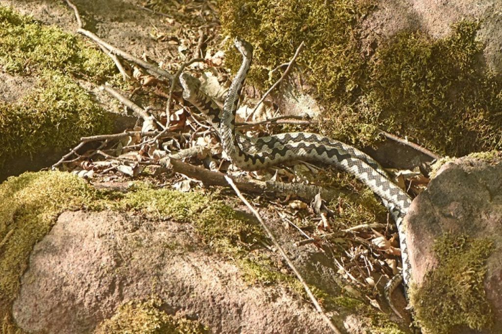 Vipere dal corno (Vipera ammodytes)