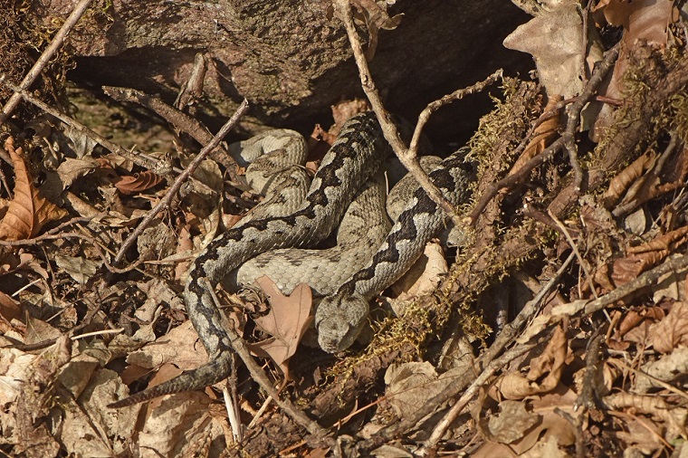 Vipere dal corno (Vipera ammodytes)