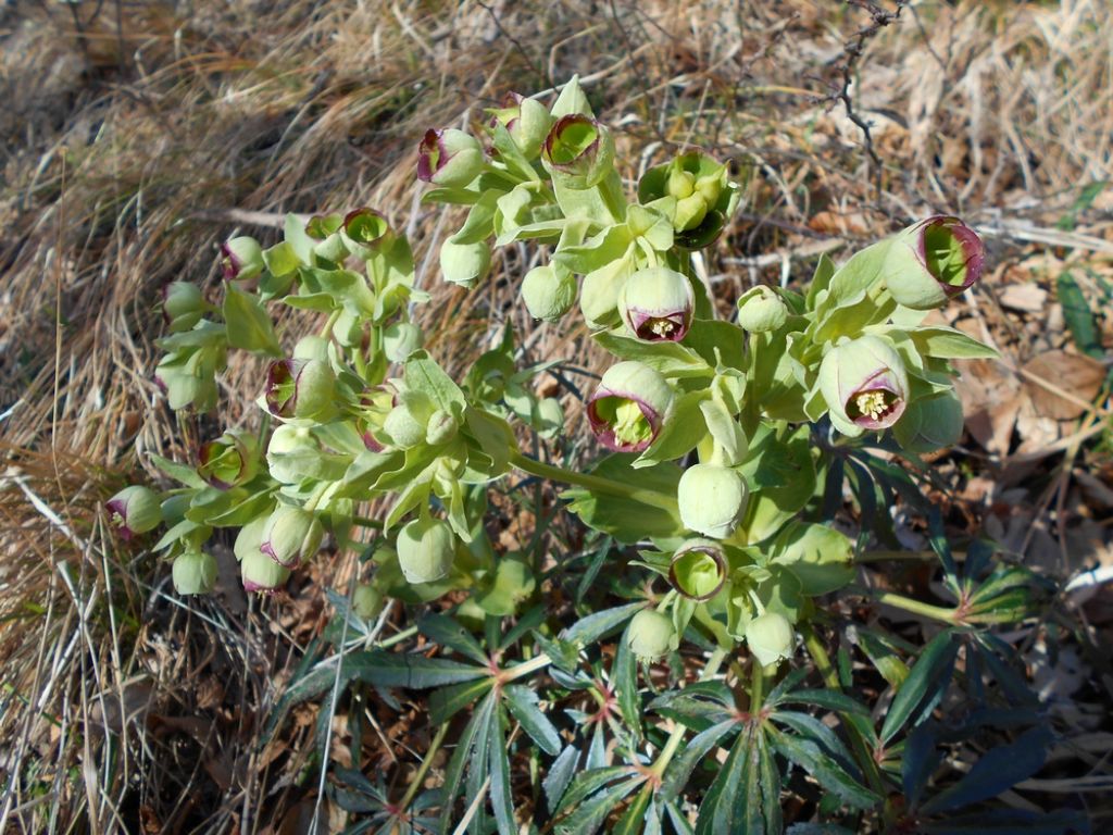 Helleborus foetidus (Ranunculaceae)