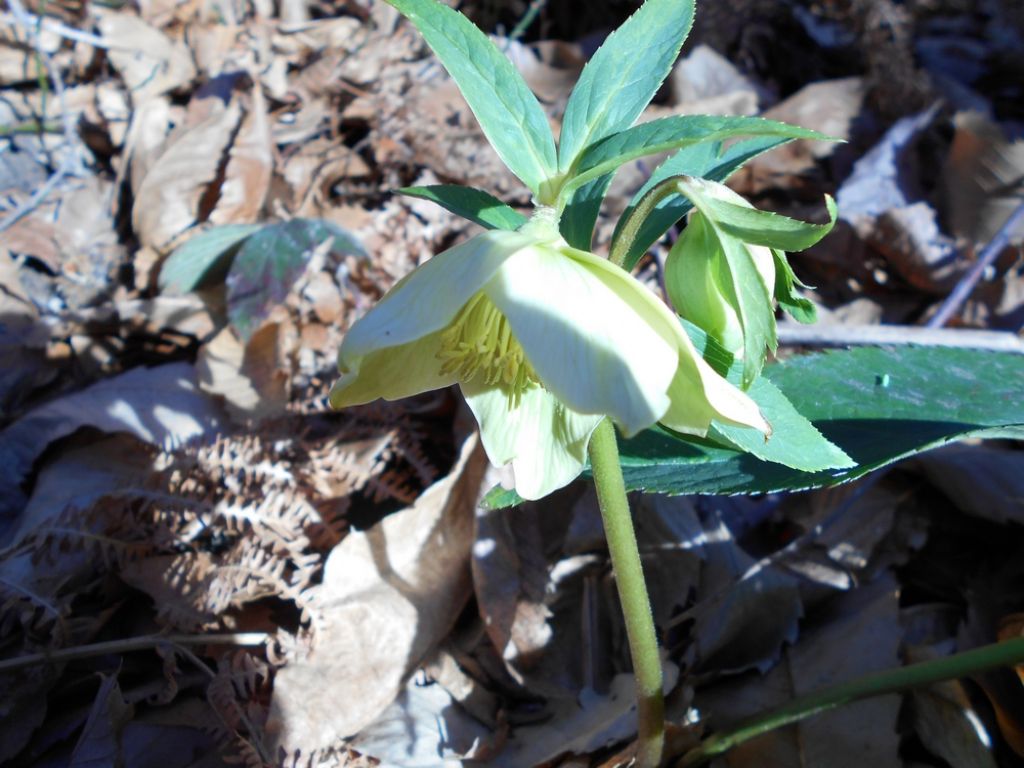 Helleborus viridis e Hepatica nobilis  (Ranunculaceae)