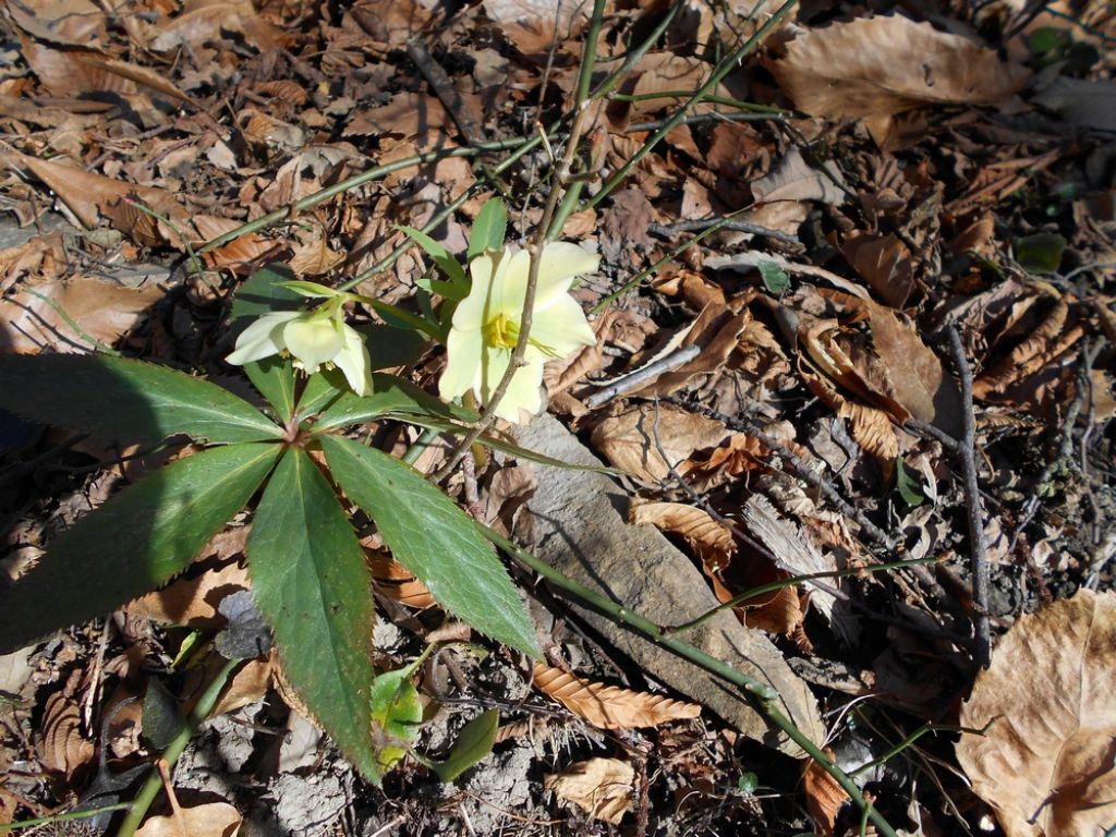 Helleborus viridis e Hepatica nobilis  (Ranunculaceae)