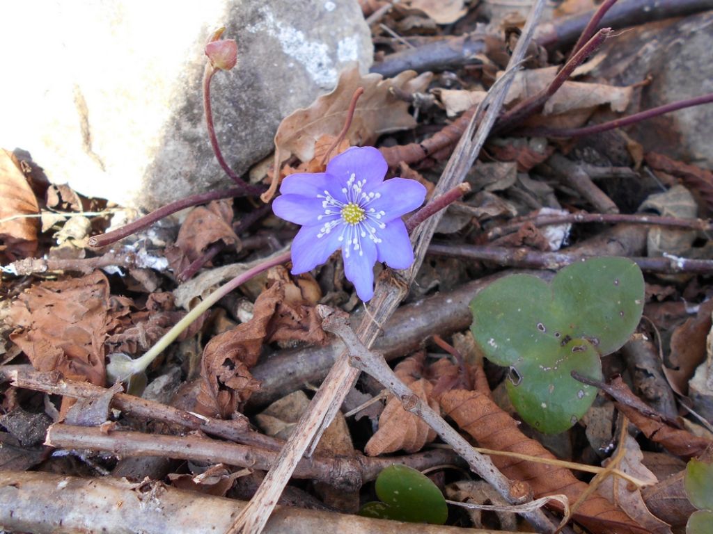 Helleborus viridis e Hepatica nobilis  (Ranunculaceae)