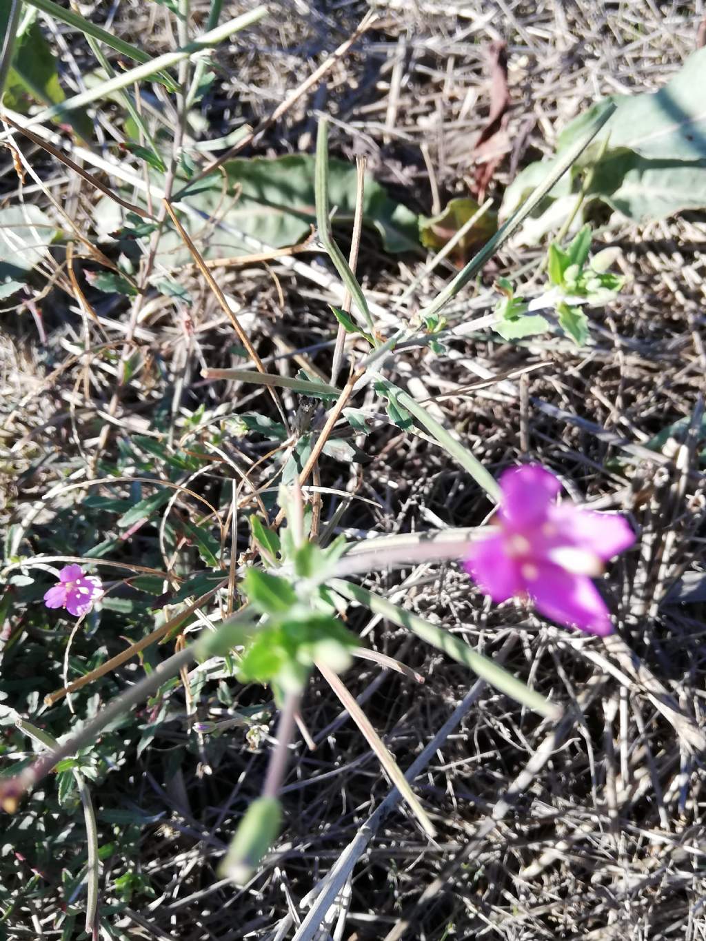 Epilobium tetragonum (Onagraceae)