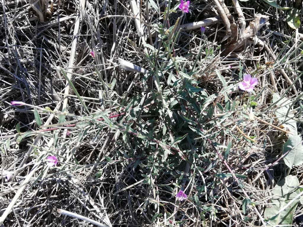 Epilobium tetragonum (Onagraceae)