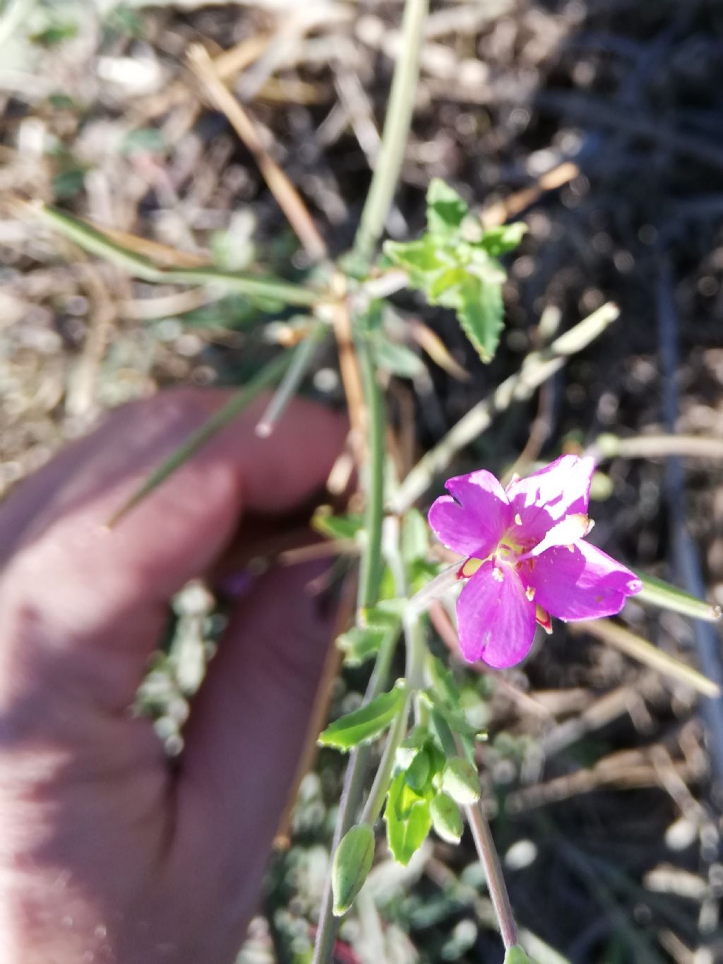 Epilobium tetragonum (Onagraceae)