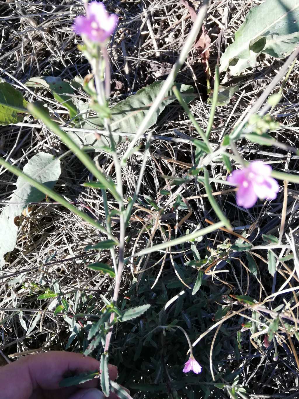 Epilobium tetragonum (Onagraceae)