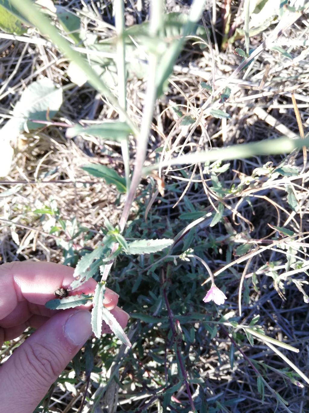 Epilobium tetragonum (Onagraceae)