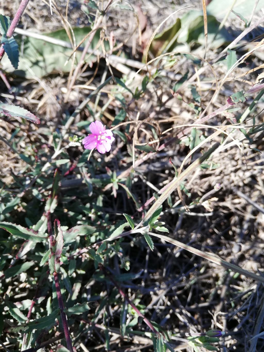 Epilobium tetragonum (Onagraceae)