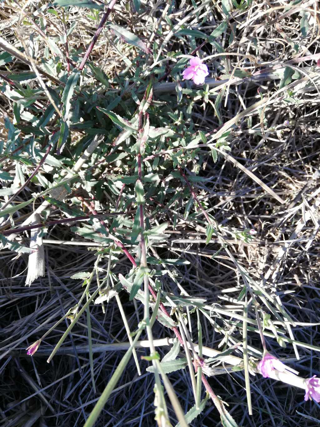 Epilobium tetragonum (Onagraceae)