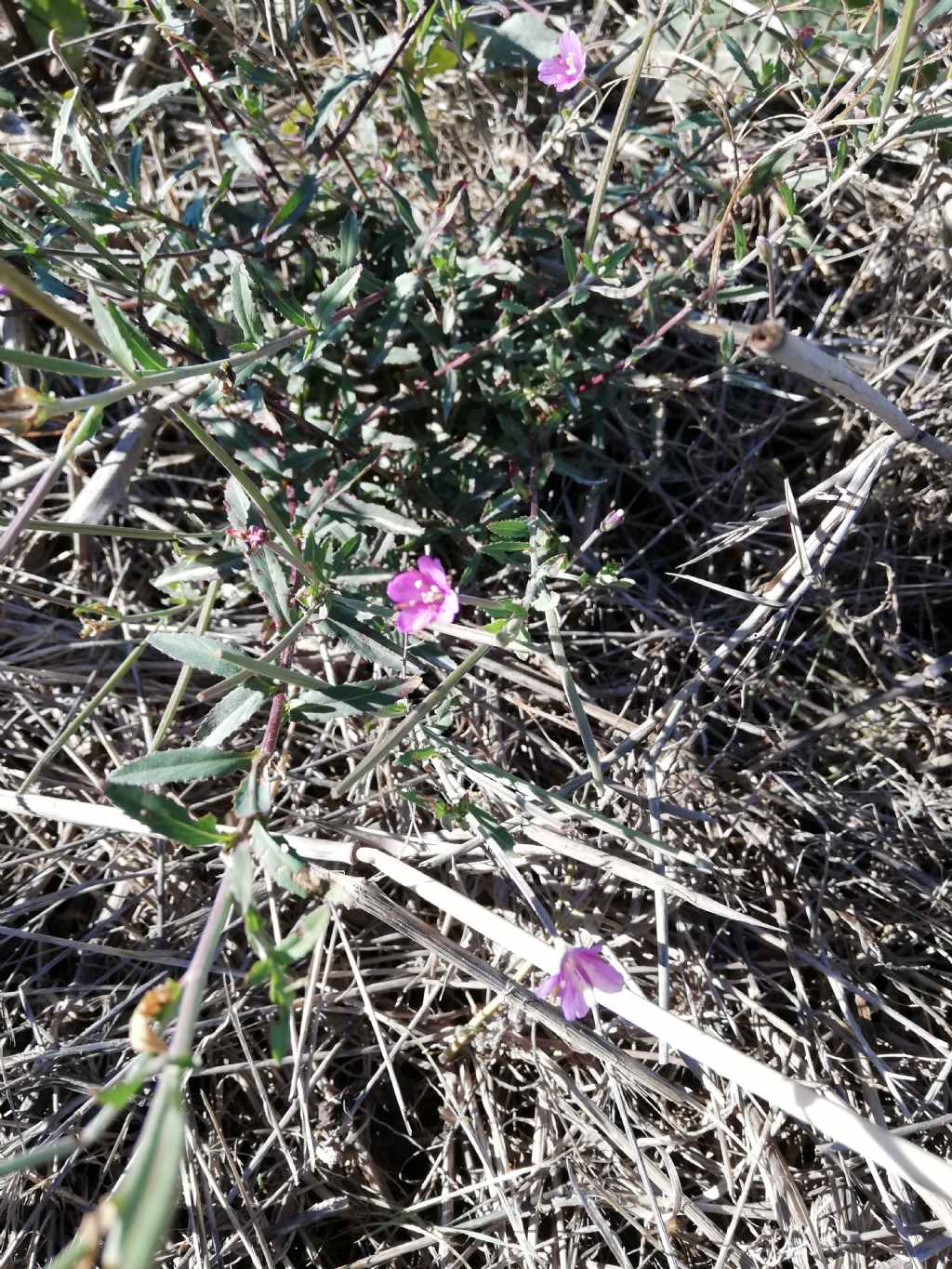 Epilobium tetragonum (Onagraceae)