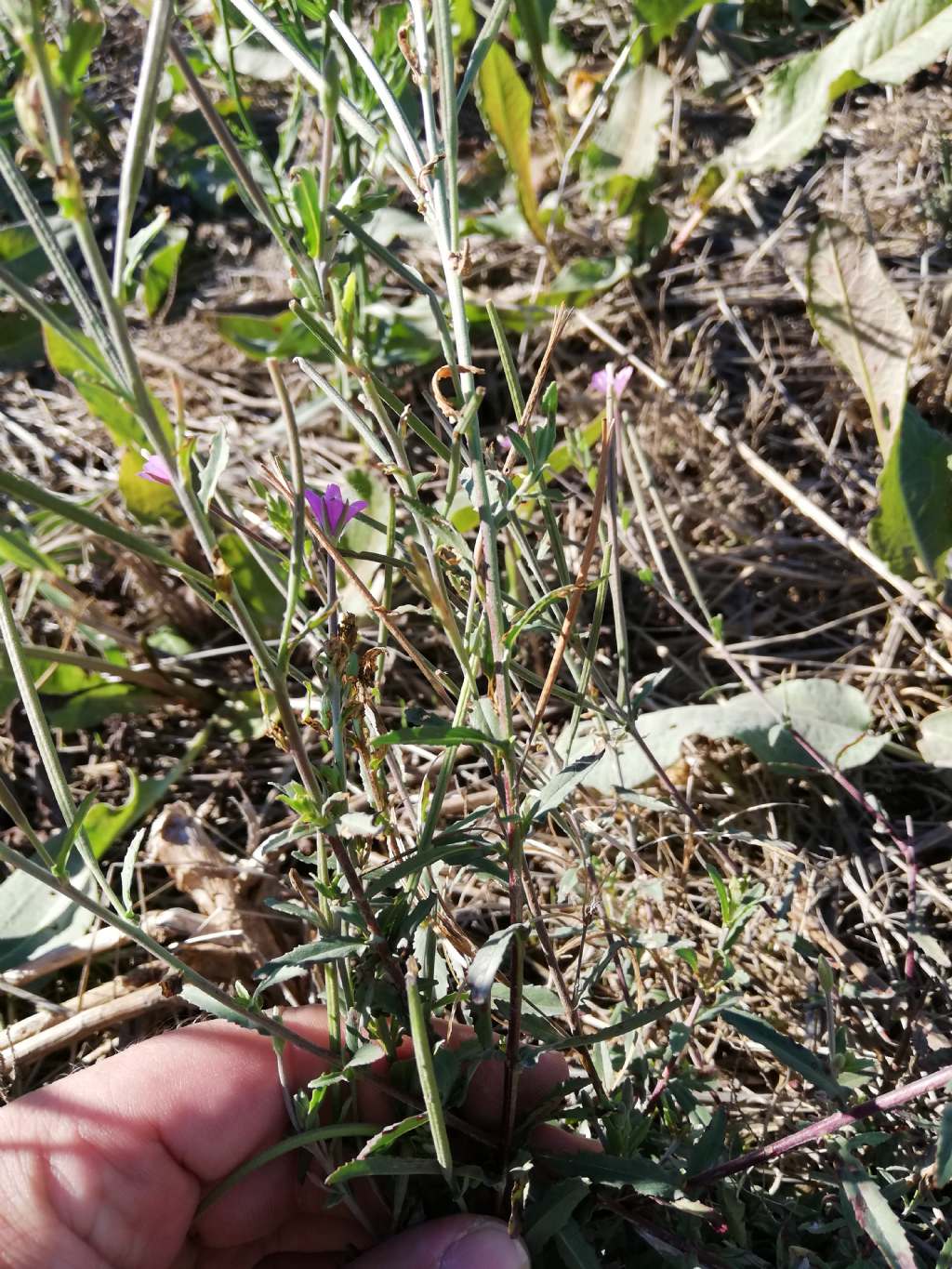 Epilobium tetragonum (Onagraceae)