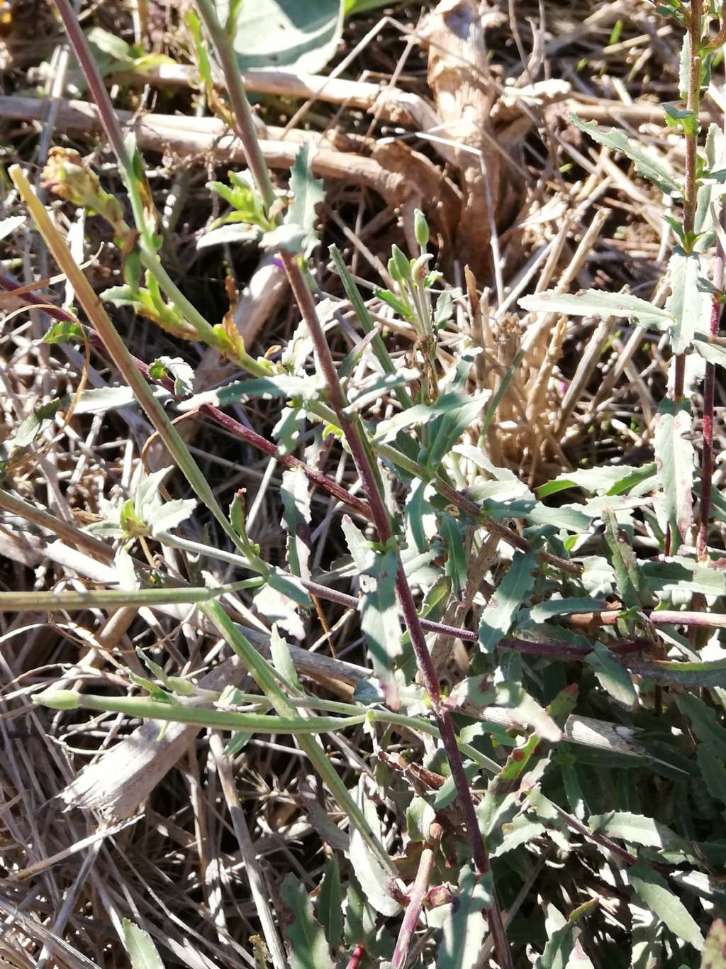 Epilobium tetragonum (Onagraceae)