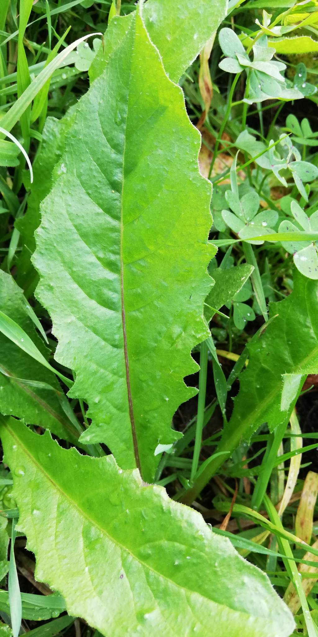 Helminthotheca echioides (Asteraceae)