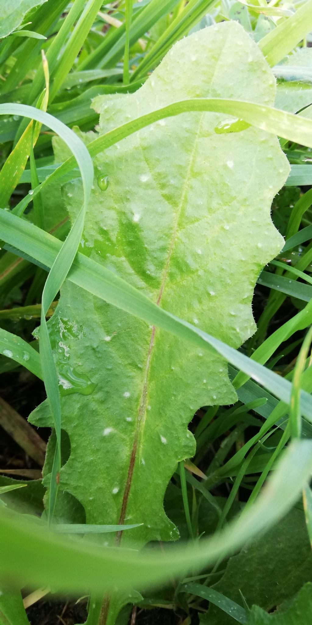 Helminthotheca echioides (Asteraceae)