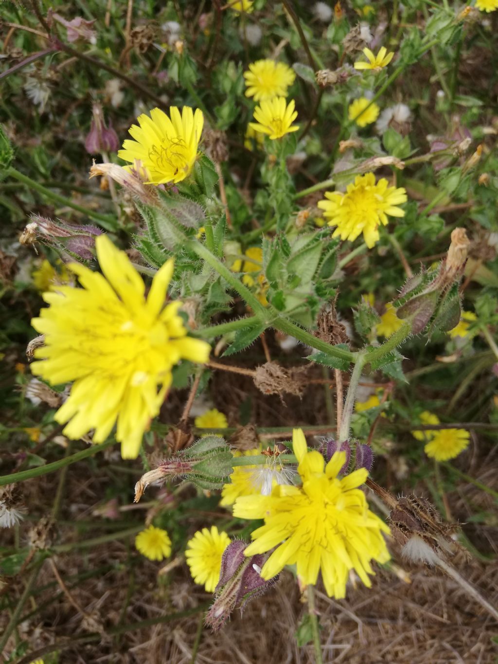 Helminthotheca echioides  (Asteraceae)