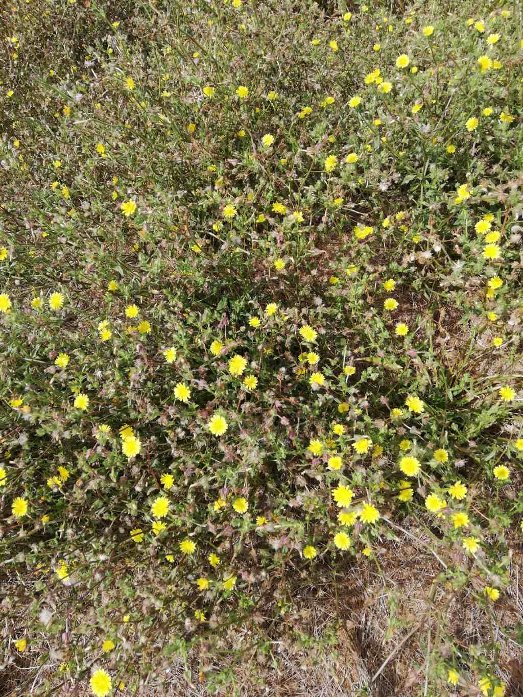 Helminthotheca echioides  (Asteraceae)