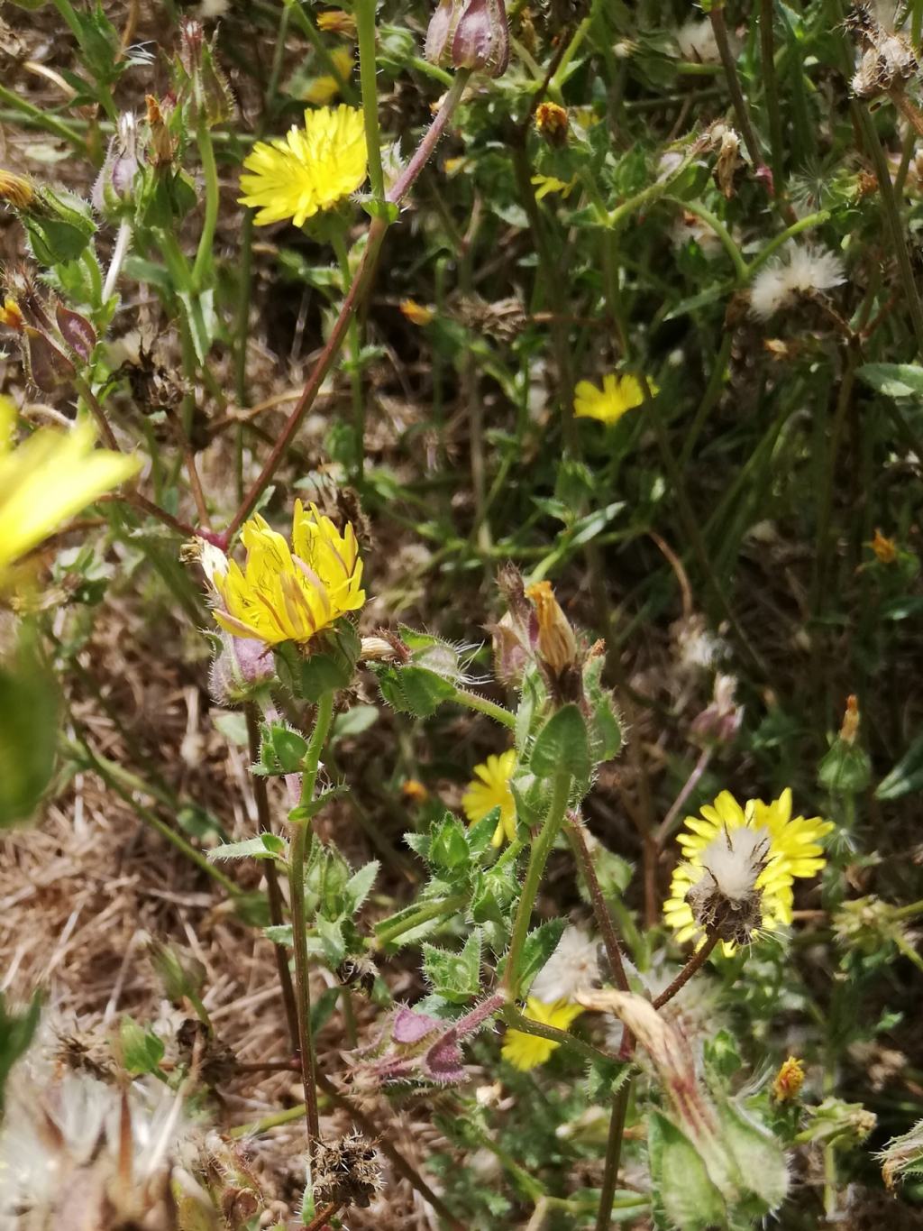 Helminthotheca echioides  (Asteraceae)