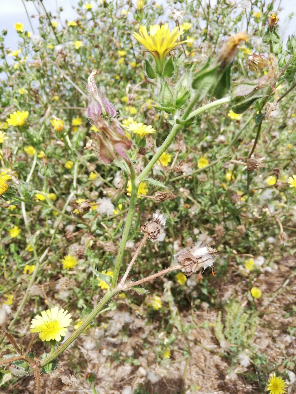 Helminthotheca echioides  (Asteraceae)